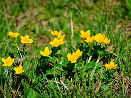 Clover is an invasive lawn weed that easily outcompetes weak grass in undernourished soil. Identifying And Controlling Common Lawn Weeds Lovethegarden