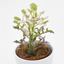 Image result for Senecio mariettae