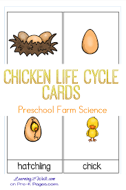 Chicken life cycle teaching resources. Life Cycle Of A Chicken For Kids Lesson Plan