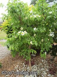 Image result for Oncoba