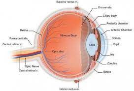 Human Eye Anatomy Cross Section Of The Human Eyeball Viewed From The Side Eye Anatomy Eye Health Vision Eye
