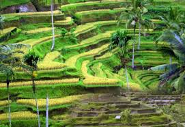 Ceking Paronama Ceking Terrace Keindahan Sawah Terasering Di Bali