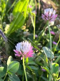 Image result for Trifolium isthmocarpum