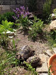 Maurische Landschildkroten Im Freigehege Schildkrotengehege Schildkrote Landschildkroten