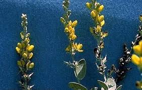 Image result for Baphia multiflora