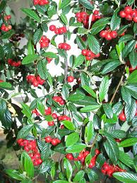 Image result for Cotoneaster franchetii