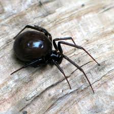 False widow spiders have been in the uk since the 1870s but have rapidly spread throughout the south of england in recent years. False Black Widow Steatoda Grossa Bugguide Net