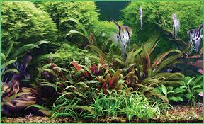 To achieve a dense carpet, doing dense planting early and. Tropical Fish Hobbyist Nov Dec 2018 The Planted Tank