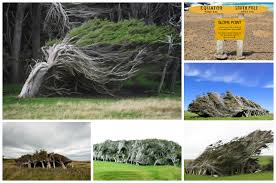 Plus interactive html5 applet, many practice problems worked out step by step and a worksheet with an. Extreme Antarctic Winds Shape Trees Into Beautiful Forms Slope Point New Zealand Gift Ideas Creative Spotting