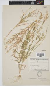 Image result for Trichoneura