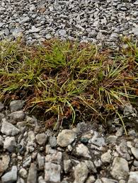 Image result for Cyperus squarrosus