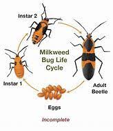 Image Result For Milkweed Bug Life Cycle Milkweed Life Cycles Nature Study