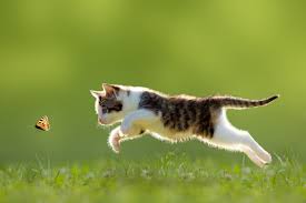 They are wild animals, like raccoons. What To Do If You Find A Stray Or Feral Cat