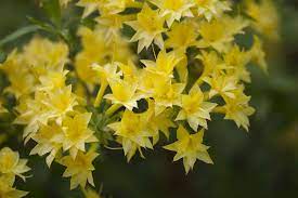 Maybe you would like to learn more about one of these? 10 Best Shrubs With Yellow Flowers