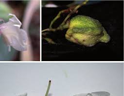 Image result for Hypselodelphys scandens