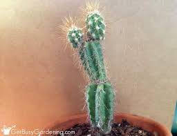 Pruning them is fairly easy and should not harm the plant. How To Save A Rotting Cactus Plant Get Busy Gardening