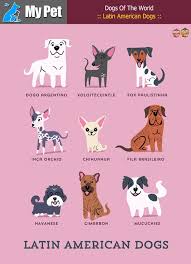 Latin American Dogs From Central South America Dogo Argentino Argentina Xoloitzcuintle Mexico Fox Paulisti Cute Animals Dog Breeds Dog Business