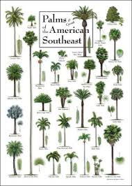 Palms Cycads Of The American Southeast Poster Palm Trees