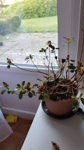 We did not find results for: Extreme Leaf Falling From Azalea Gardening Landscaping Stack Exchange