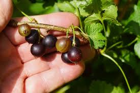 Image result for jostaberry