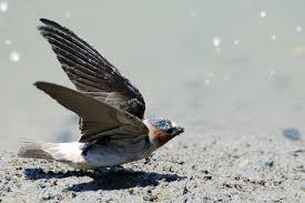 Birds That Make Nests Out Of Mud Male And Female Cliff Swallows Work Together To Make More Than 1 000 Trips With Mouths Full Of Mud To Build Their Nests They May Travel Mo With Images Woodland Trip Photo