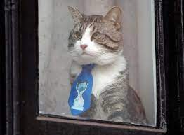 Maybe you would like to learn more about one of these? Here Is Why Your Cat May Be Plotting To Kill You