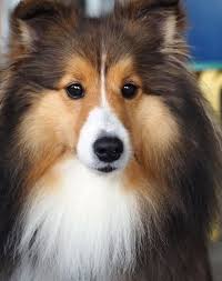 How I could say no to you Rocky 🐶