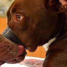 Suprema Corte do Canadá permite sexo entre pessoas e animais