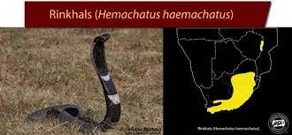 spitting snakes of southern africa african snakebite institute southern africa snake africa