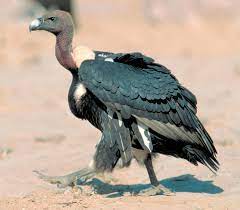 About vulture species in india about vulture species in india vultures can soar to a height of 7,000 feet and can easily cover distance of more than 100 km in one go. White Rumped Vulture Population Rising Survey