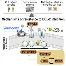 Image result for BCL2 Inhibitor