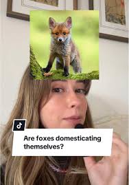 ¿Los zorros se están domesticando a sí mismos?