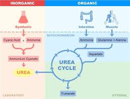 Biochemistry Tests For Food Macromolecules Answers Urea Synthesis Biochemistry Molecular Biology Urea Cycle