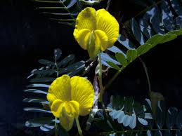 Image result for Aeschynomene multicaulis