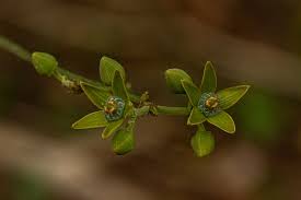 Image result for Hippocratea africana