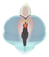 Face In Ass Porn - Page 138 Of 160 - Rule 34