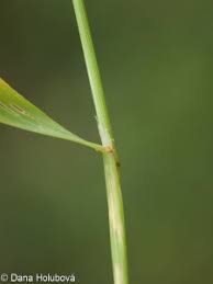 Image result for Agrostis isopholis