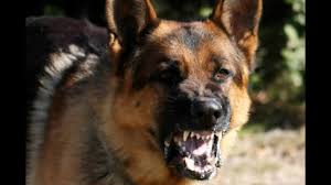 We did not find results for: Angry Dogs Crazy Angry Dogs Angry Dog Bark Growl Sound Effects Dogs Sounds Barking Youtube