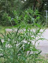 90.000 stichwörter und wendungen sowie 120.000 übersetzungen. Paul Ehrlich Institut News New Allergen Immunotherapy Confers Protection Against Common Ragweed Allergy