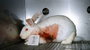 More than 30 years ago, the estée lauder companies inc. Petition Ban Animal Testing In China For Companies Like Estee Lauder Change Org