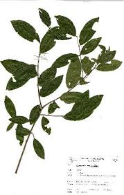 Image result for Cleistanthus schlechteri
