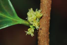 Image result for Peraceae