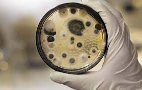 Saiba mais sobre a mucormicose causada pelo fungo preto. Dcq5doeywmtx2m