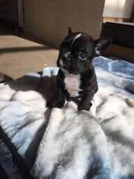Frenchies do best with cats when introduced to them as puppies. French Bulldog Puppy For Sale In Knoxville Tn Adn 66757 On Puppyfinder Com Gender Male Age 5 Weeks French Bulldog Bulldog Puppies Bulldog Puppies For Sale