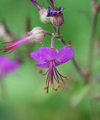 Image result for Geranium vagans