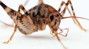 I think this and a few others like it in the guide may be walker's camel cricket, ceuthophilus walkeri. Camel Crickets Appearance Size Control Facts Pictures