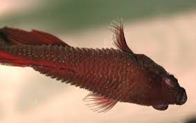Dropsy In Which Internal Organs Specifically The Kidneys Fail Letting Toxins Accumulate In The Body This Makes Fish Both Puffy An Fish Pet Steps Betta Fish