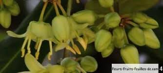 Image result for Brexia madagascariensis