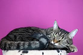 In theory, fat content can be moderate, but you may want to start out with a low fat option if your cat needs to lose weight. Best Cat Food For Diabetic Cats Incl Non Prescription Options Choosey Cats