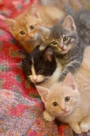 Hi Drools Puppy Chicken Egg Dog Food Https Www Marshallspetzone Com Puppy Food 44 Drools Puppy Chicken Egg Dog Food 12 Kg Baby Katzen Katzen Niedliche Tiere